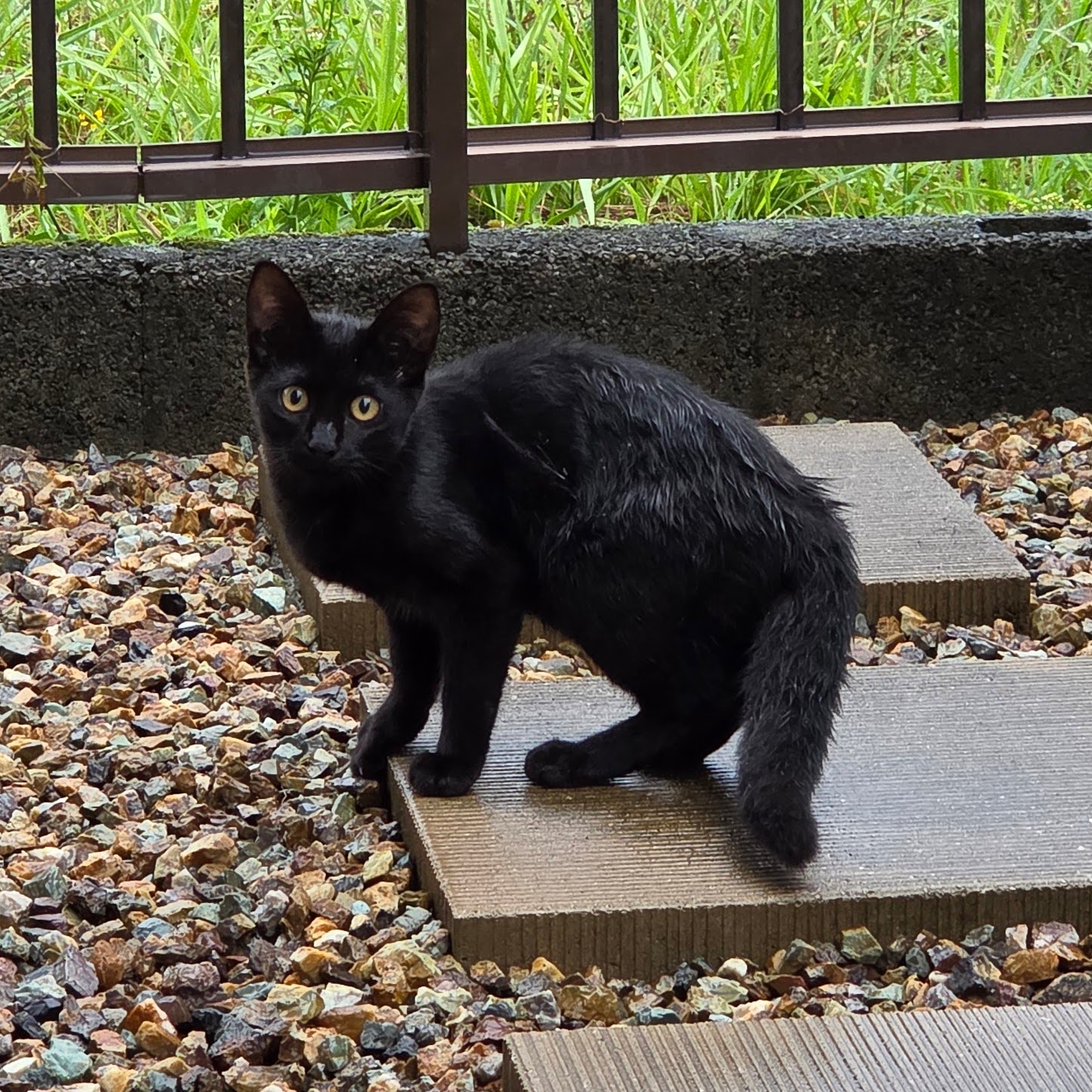 くろねこ 20250816_055545-EDIT-1.jpg