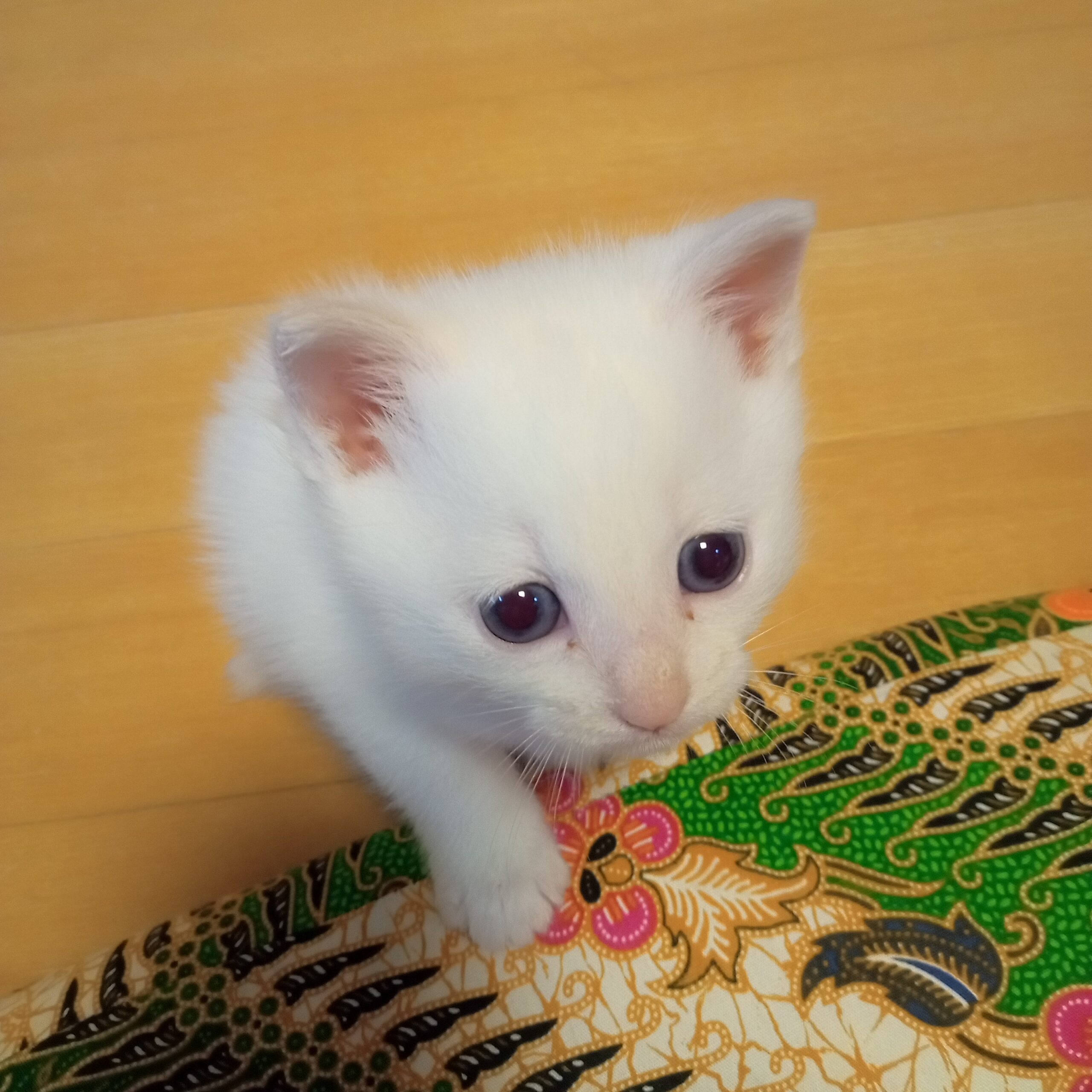 こなゆき in ペコリーノ – しろねこ屋